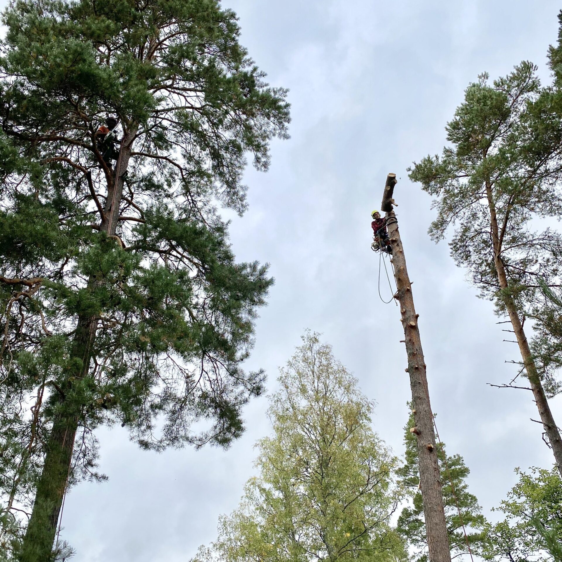 Trädfällning i Södermanland